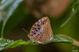 Image de Arhopala anthelus (Westwood (1852))