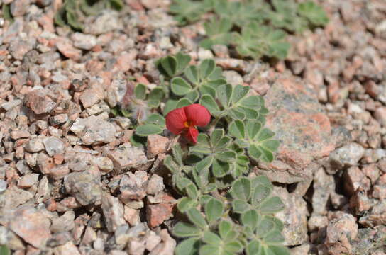 Image of Chesneya ferganensis Korsh.