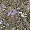 Image of Oklahoma phlox