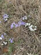 Image of Oklahoma phlox