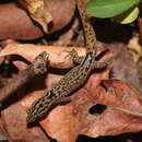 Image of Desecheo Gecko