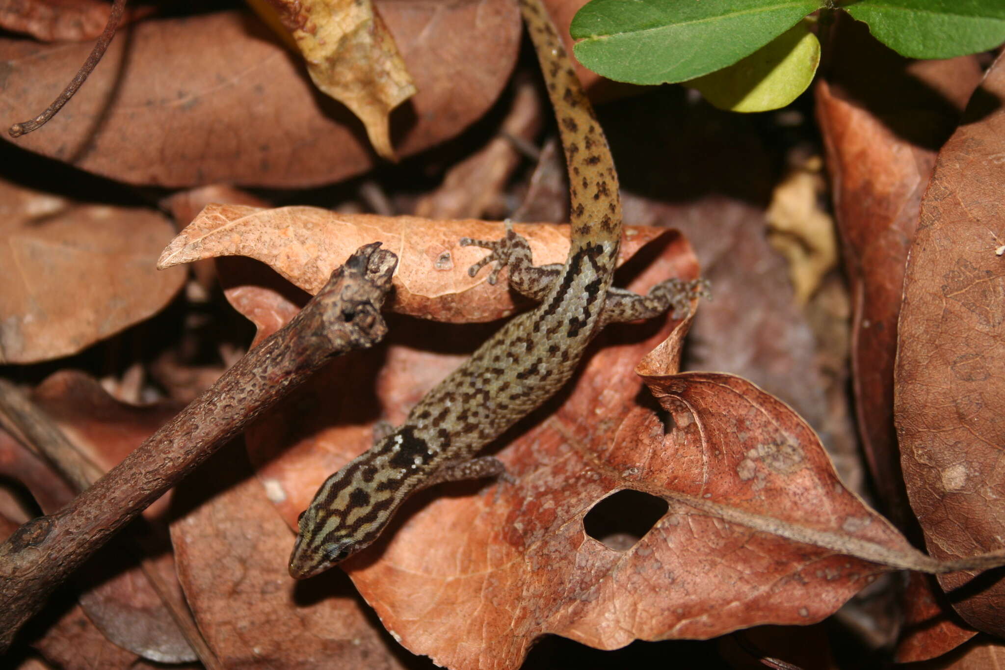 Image of Desecheo Gecko