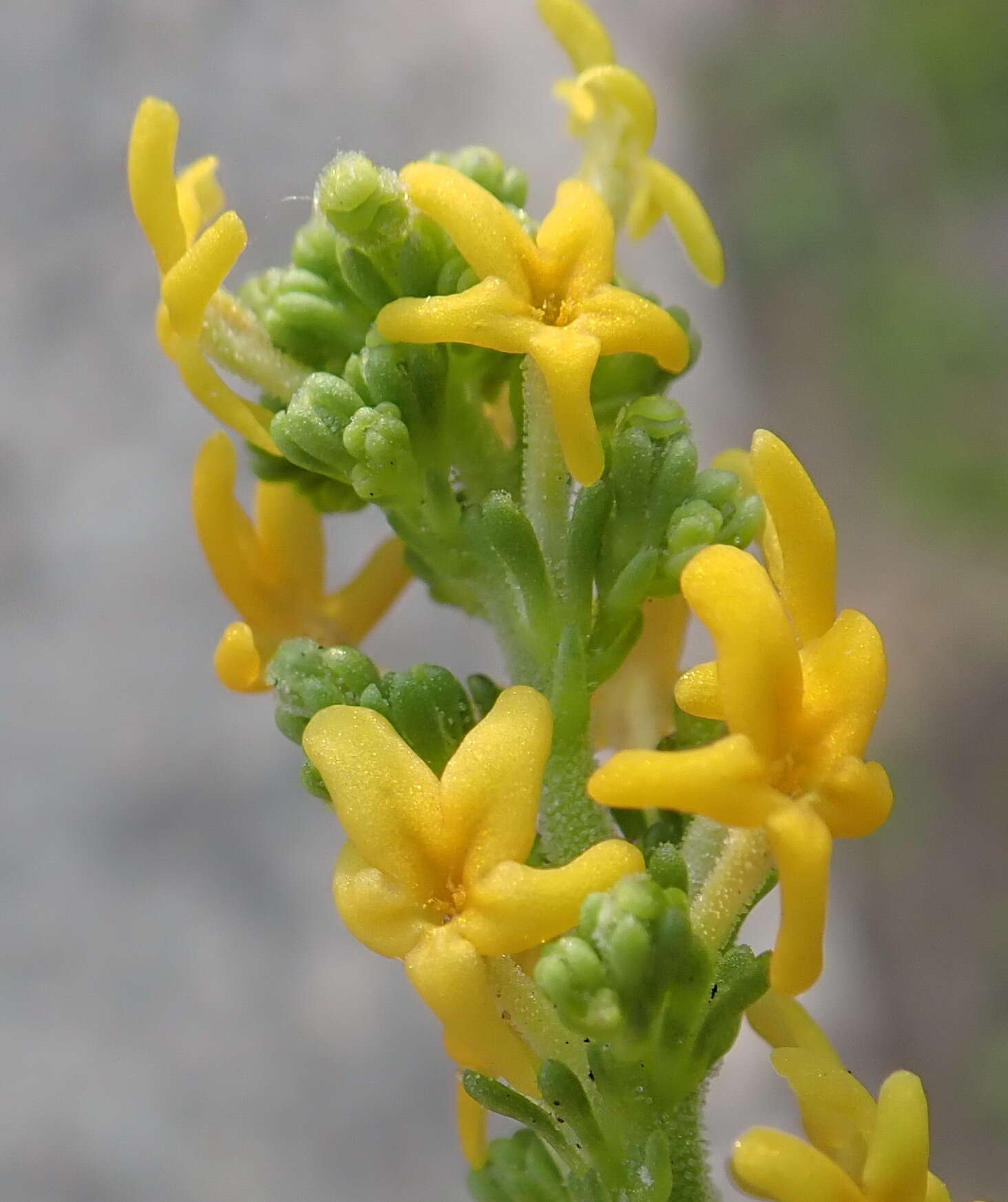 Image of Manulea cheiranthus (L.) L.