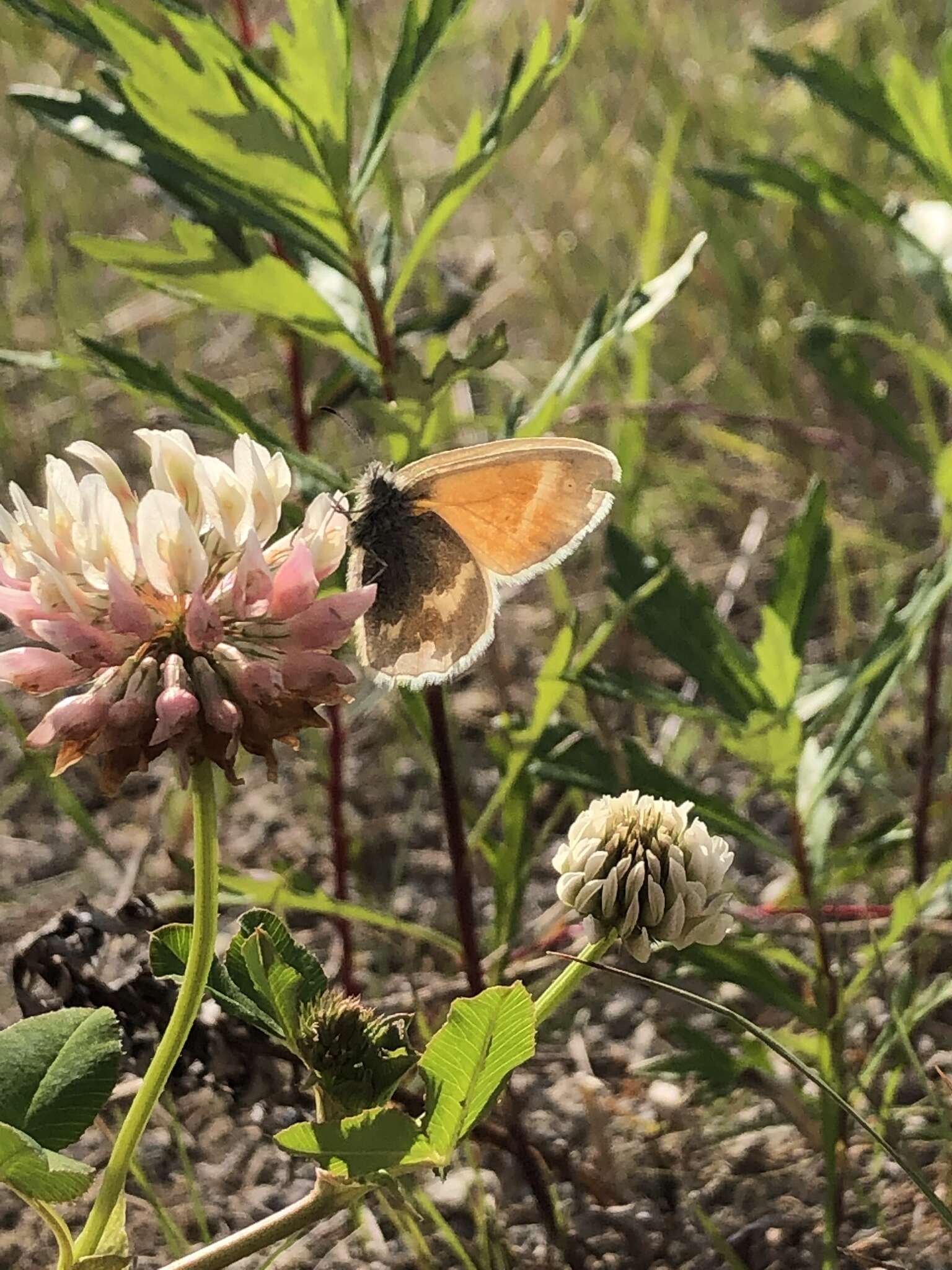 Image of Common Ringlet