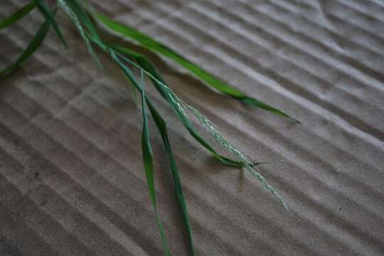 Imagem de Muhlenbergia sylvatica Torr.