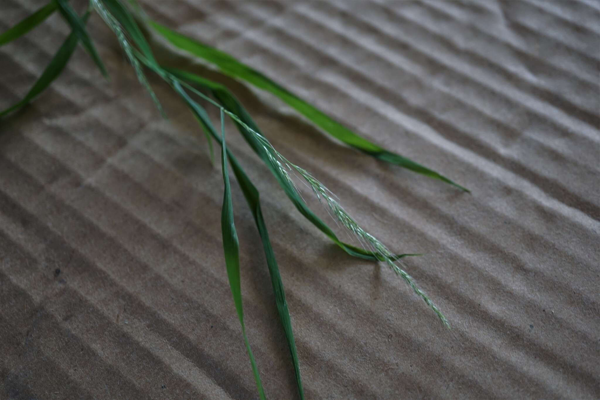 Image of Woodland Muhly