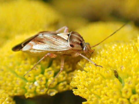 Image of Lygus punctatus (Zetterstedt 1838)