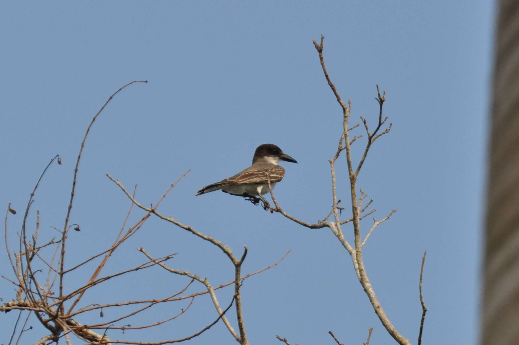 Image of Cuban Flycatcher
