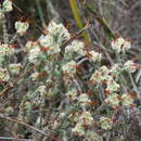 Image of Erica xeranthemifolia Salisb.