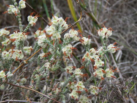 Image of Erica xeranthemifolia Salisb.