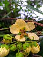 Senna macrophylla (Kunth) H. S. Irwin & Barneby resmi