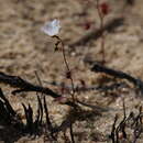 Image de Drosera radicans N. Marchant