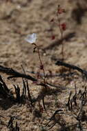 Image de Drosera radicans N. Marchant