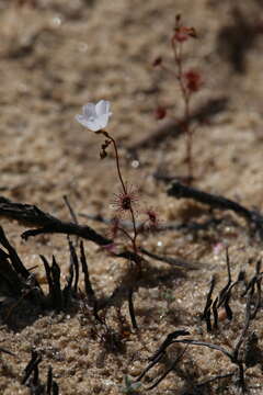 Image of Drosera radicans N. Marchant