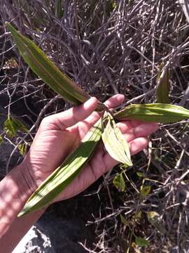 Image of Plectaneia