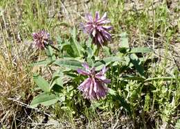 Sivun Trifolium beckwithii S. Watson kuva