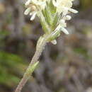 Image of Phyllopodium elegans (Choisy) O. M. Hilliard