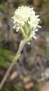 Image of Phyllopodium elegans (Choisy) O. M. Hilliard