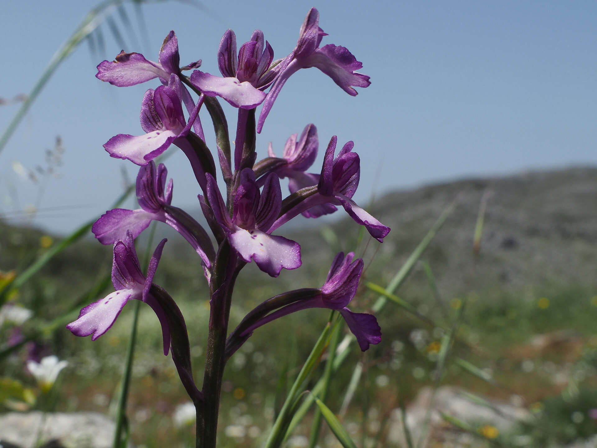 Image of Anacamptis boryi (Rchb. fil.) R. M. Bateman, Pridgeon & M. W. Chase