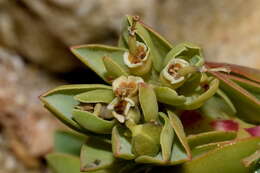 Sivun Euphorbia mesembryanthemifolia Jacq. kuva