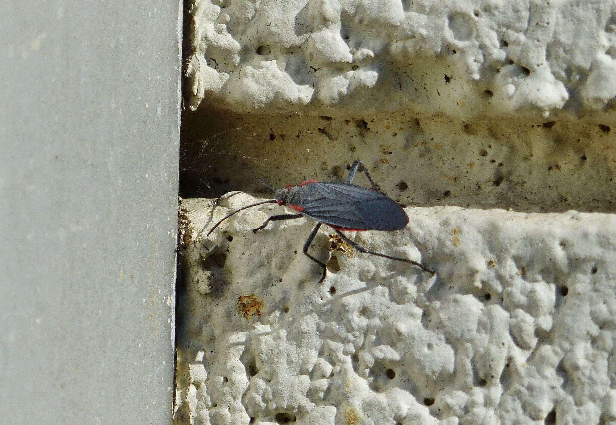 Image of Red-shouldered bug