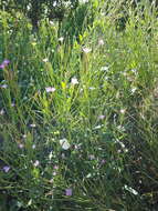 Imagem de Epilobium tetragonum L.