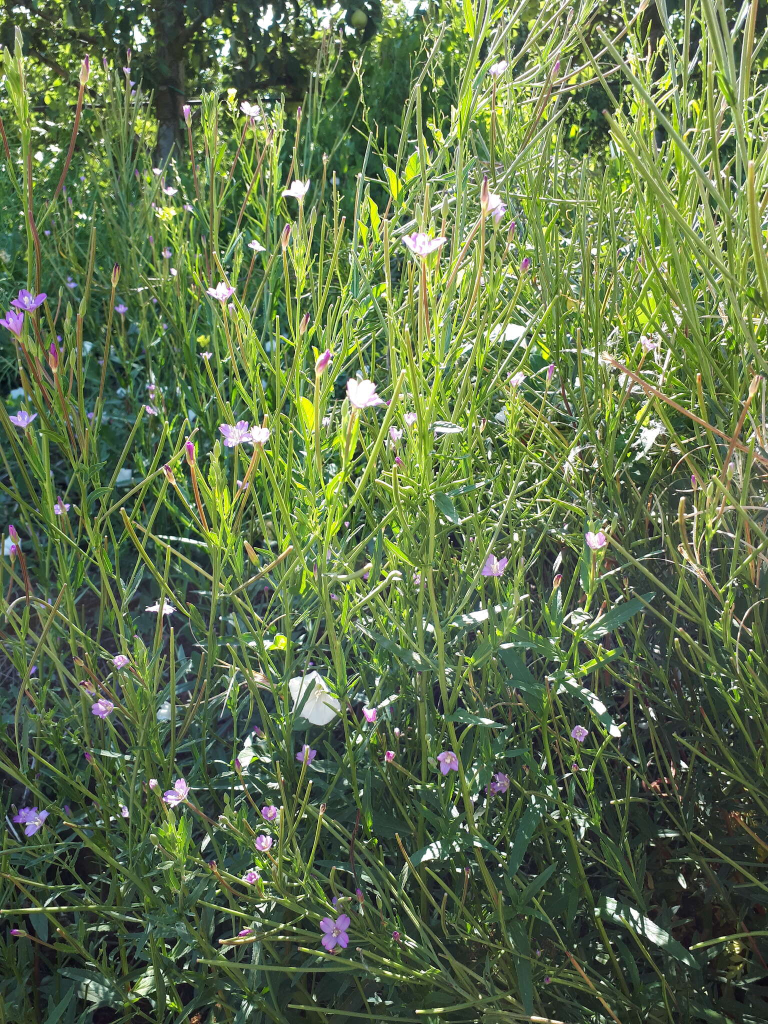 Imagem de Epilobium tetragonum L.