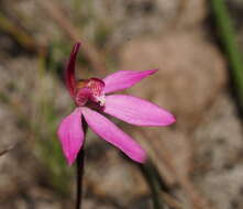 Image of Ornate pink fingers