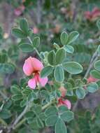 Слика од Indigofera ingrata N. E. Br.