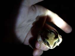 Image of Mozambique tree frog