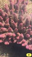 Imagem de Acropora spathulata (Brook 1891)