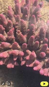 Acropora spathulata (Brook 1891)的圖片