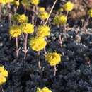 Image of Eriogonum douglasii var. meridionale Reveal