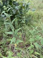 Слика од Helianthus hirsutus Rafin.