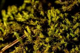 Image of racomitrium moss