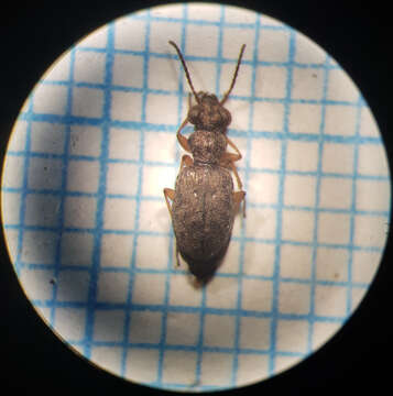 Image of Asaphidion flavipes (Linnaeus 1760)