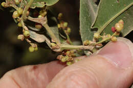 Image de Muehlenbeckia tamnifolia (Kunth) Meisn.