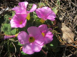 Image of purple woodsorrel