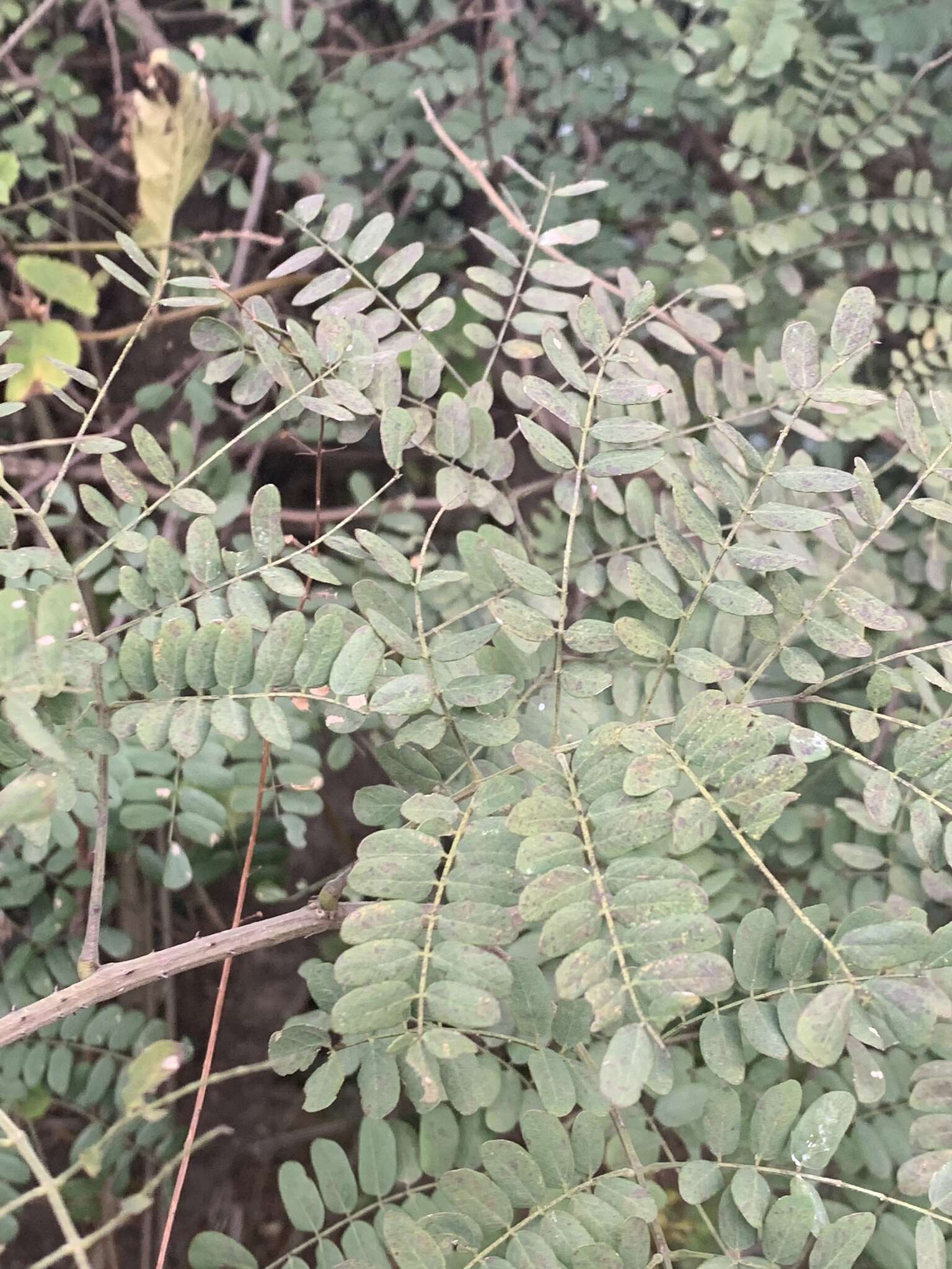 Image of Adenopodia spicata (E. Mey.) C. Presl