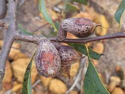 Image de Hakea petiolaris Meissn.