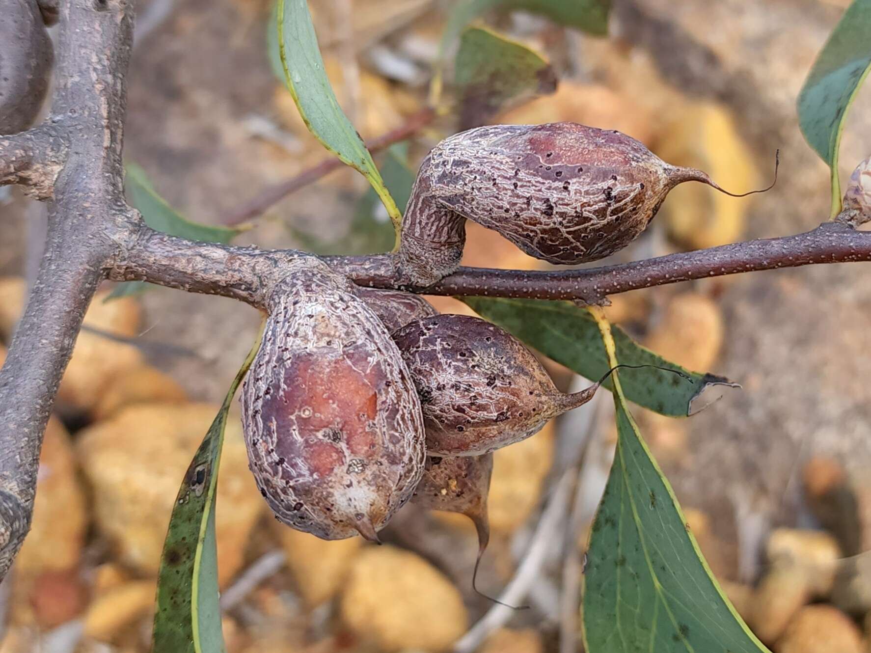 Image de Hakea petiolaris Meissn.