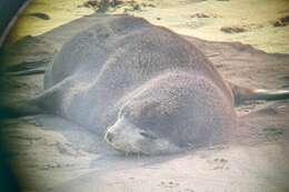 Image of Amsterdam Island Fur Seal