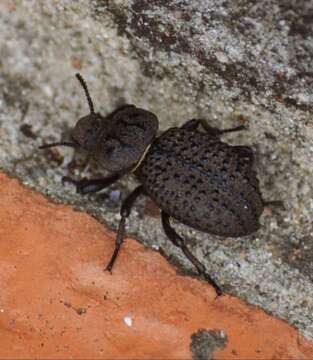 Image of <i>Scotobius pilularius</i> Germar 1823