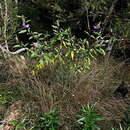 Image of Solanum silvestre A. R. Bean