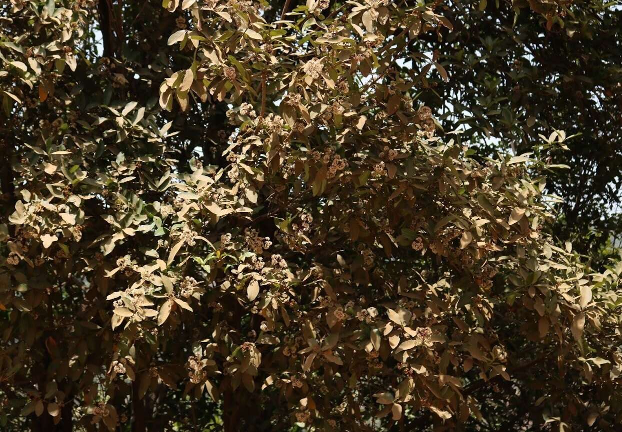 Image of Ixora brachiata Roxb.