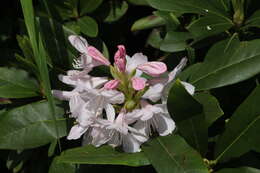 صورة Rhododendron sochadzeae Charadze & Davlianidze