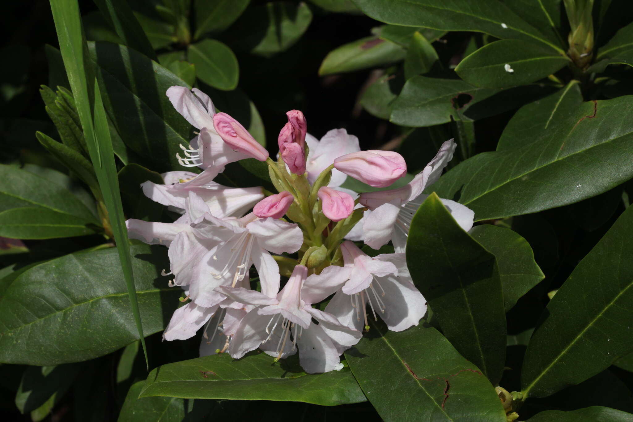 صورة Rhododendron sochadzeae Charadze & Davlianidze