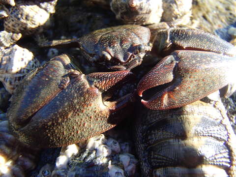 Image de Petrolisthes elongatus (H. Milne Edwards 1837)