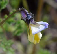 Слика од Viola hymettia Boiss. & Heldr.