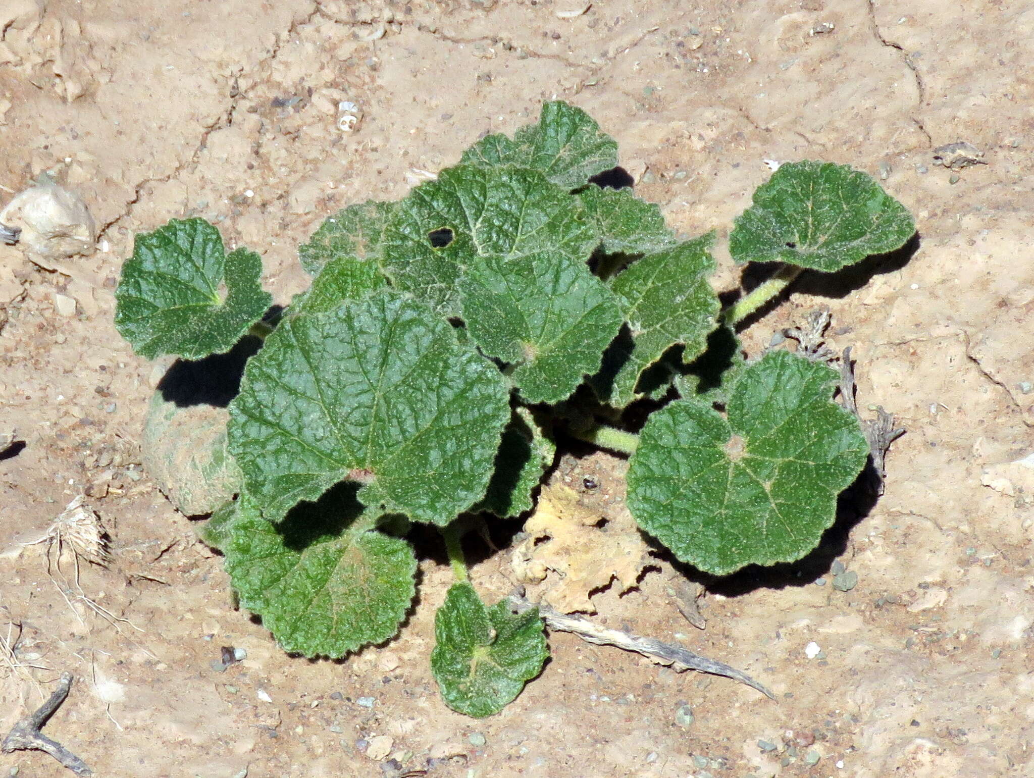 Image of Radyera urens (L. fil.) Bullock